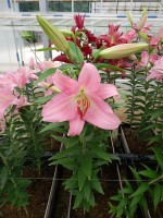 [5328 Burana VH No01.JPG]